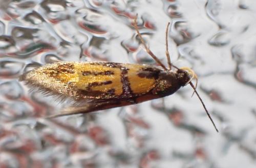 Schiffermuelleria schaefferella